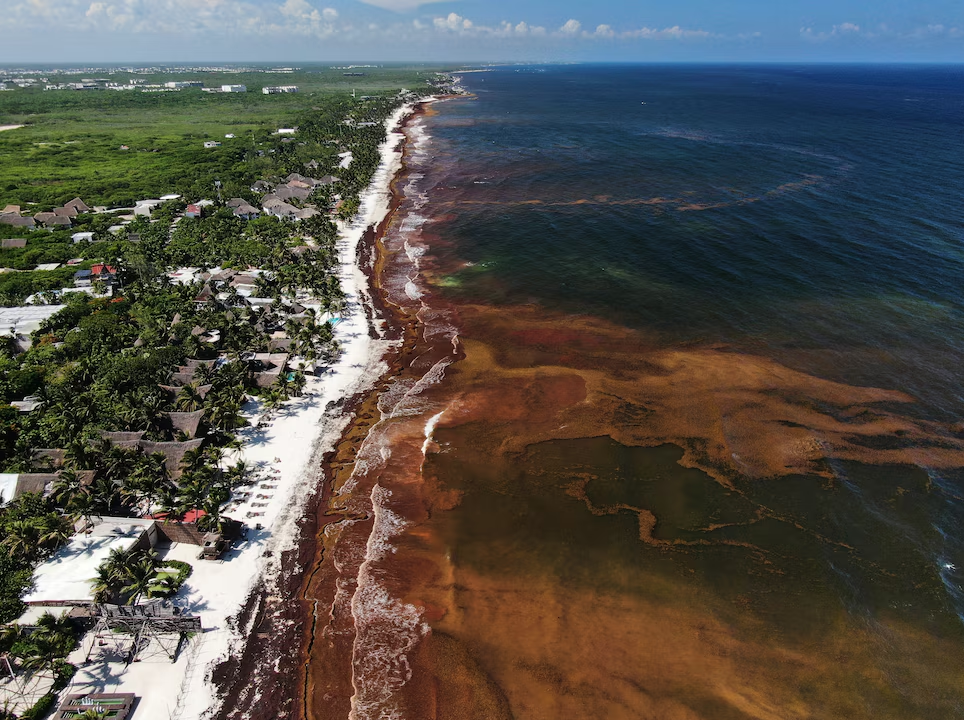 Más de 90 mil toneladas de sargazo fueron detectadas frente a Quintana Roo.png